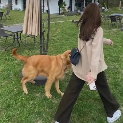 孤儿历险记